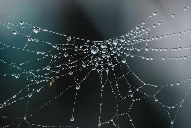 The spider's web: How to leverage change management